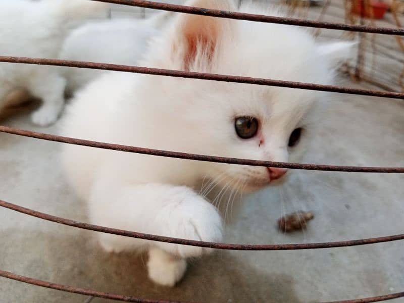 Cute Persian kitten 1