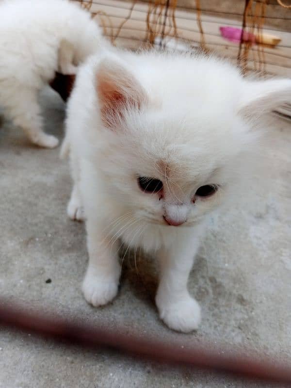 Cute Persian kitten 4