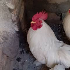 White Fancy Bantam Rooster!