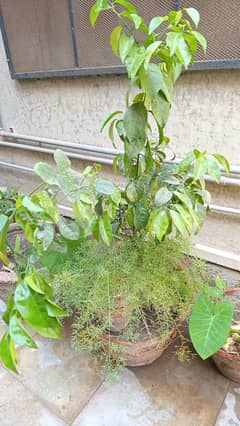 Money plant, purple leaf, lemon plant