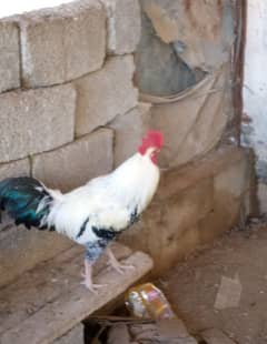 white line rooster