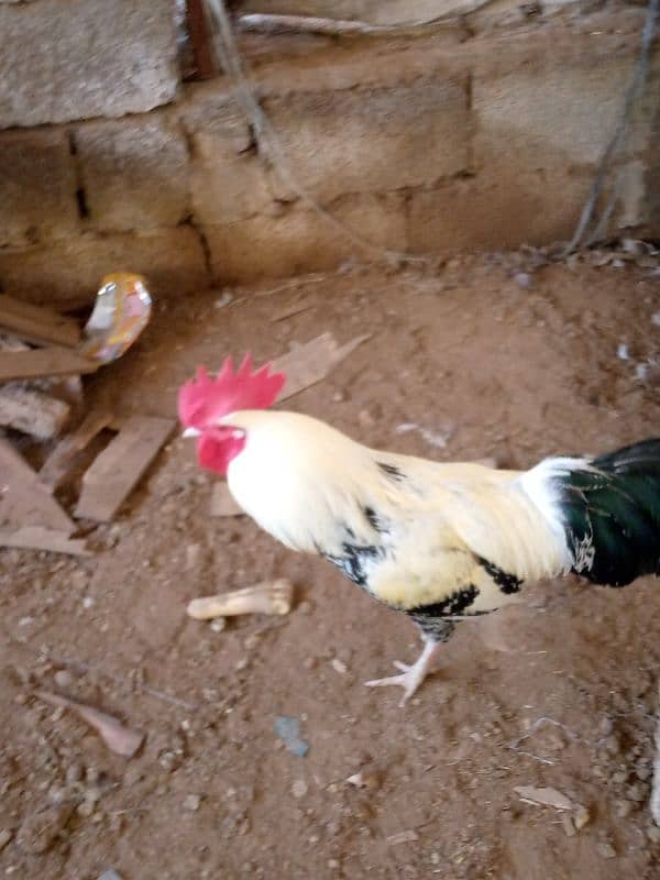 white line rooster 1