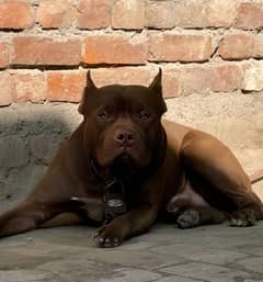 Mascular Pitbull Male Big Size