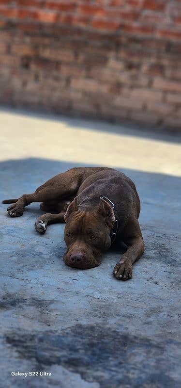 Mascular Pitbull Male Big Size 1