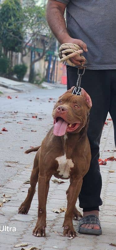 Mascular Pitbull Male Big Size 4