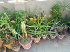 plants for sale