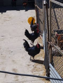 9 month old male Australorp for Sale.