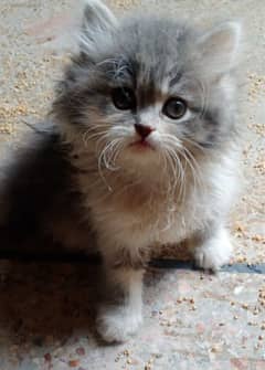 Persian Kittens | Persian Cats | Cats | Cats for Sale | Punch Face