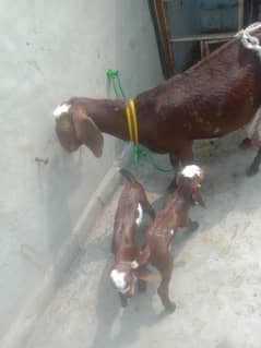 cross bakri aur two male bacche for sale