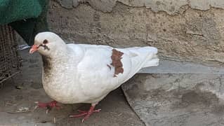 King size pigeon for sale