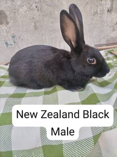 New Zealand. 3 month age . California  male . jangli Rabbit