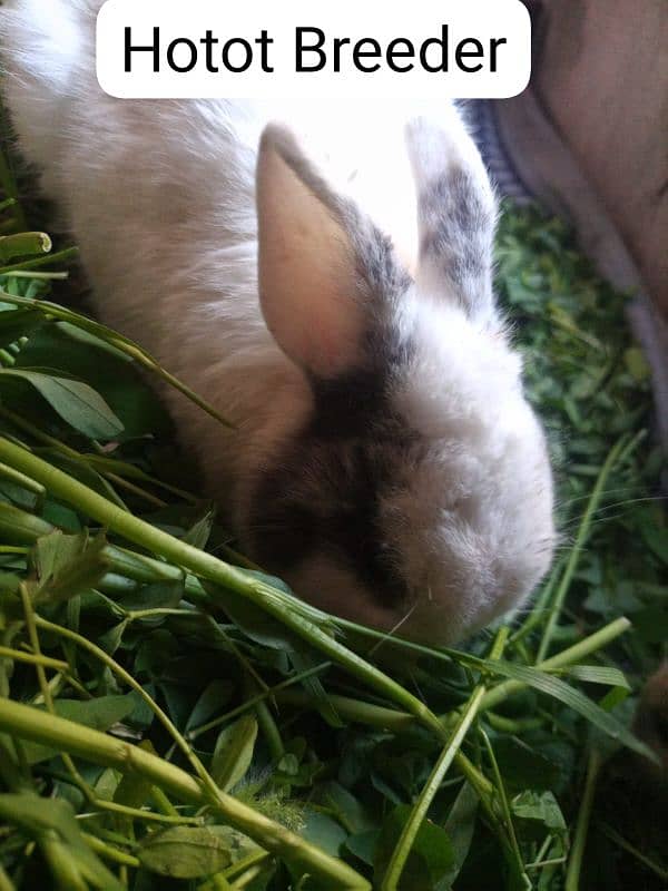 New Zealand . California  male . Flemish Rabbit 1