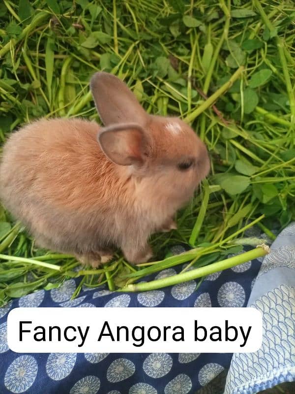 New Zealand . California  male . Flemish Rabbit 2