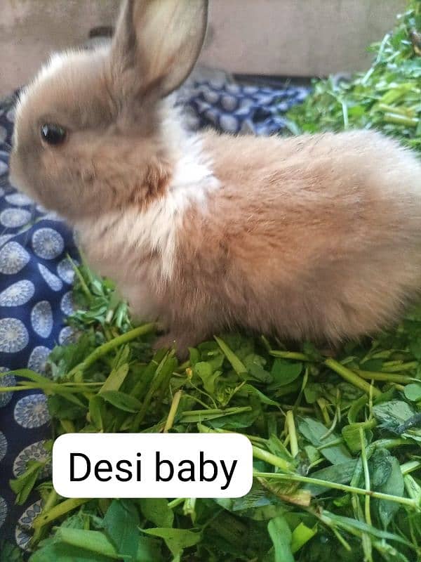 New Zealand . California  male . Flemish Rabbit 3