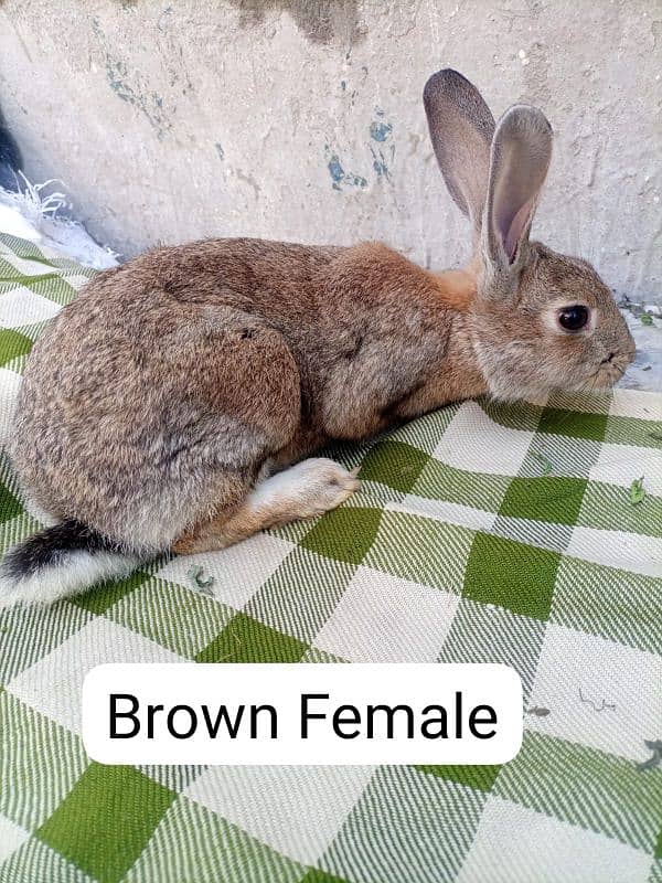 New Zealand . California  male . Flemish Rabbit 4