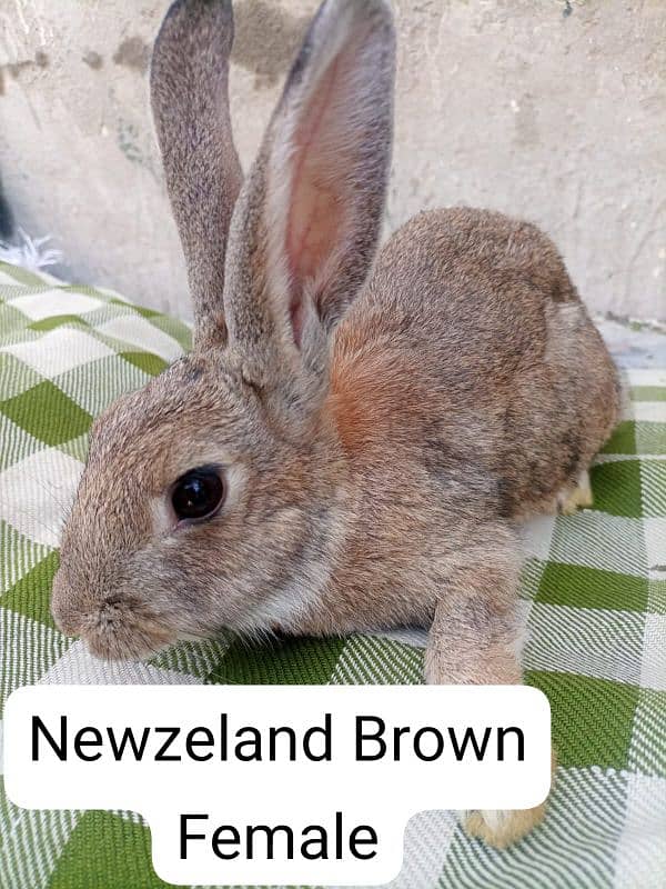 New Zealand . California  male . Flemish Rabbit 5