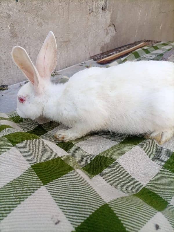 New Zealand . California  male . Flemish Rabbit 6