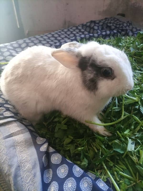 New Zealand . California  male . Flemish Rabbit 7