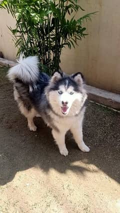 husky female available for new home