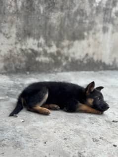 German shepherd female puppy non ped