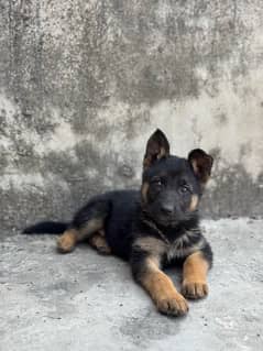 German shepherd female puppy non ped