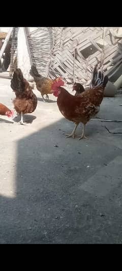 Misri 7 hens 1 breeder murga for Sale contact me read description###