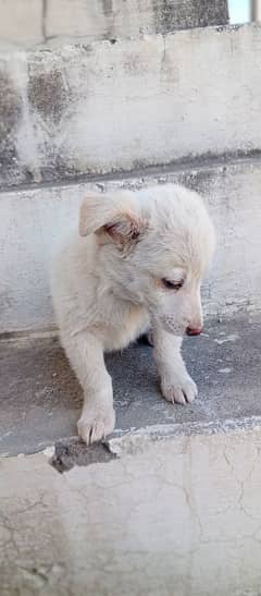 Beautiful Russian breed puppies