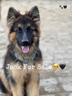 German Shepherd Male For Sale