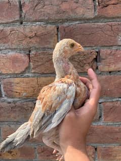 Heera × lakha chick's 1.5 month age . Parents pic attach