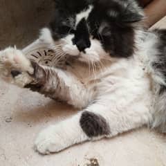 selling my male Persian cat