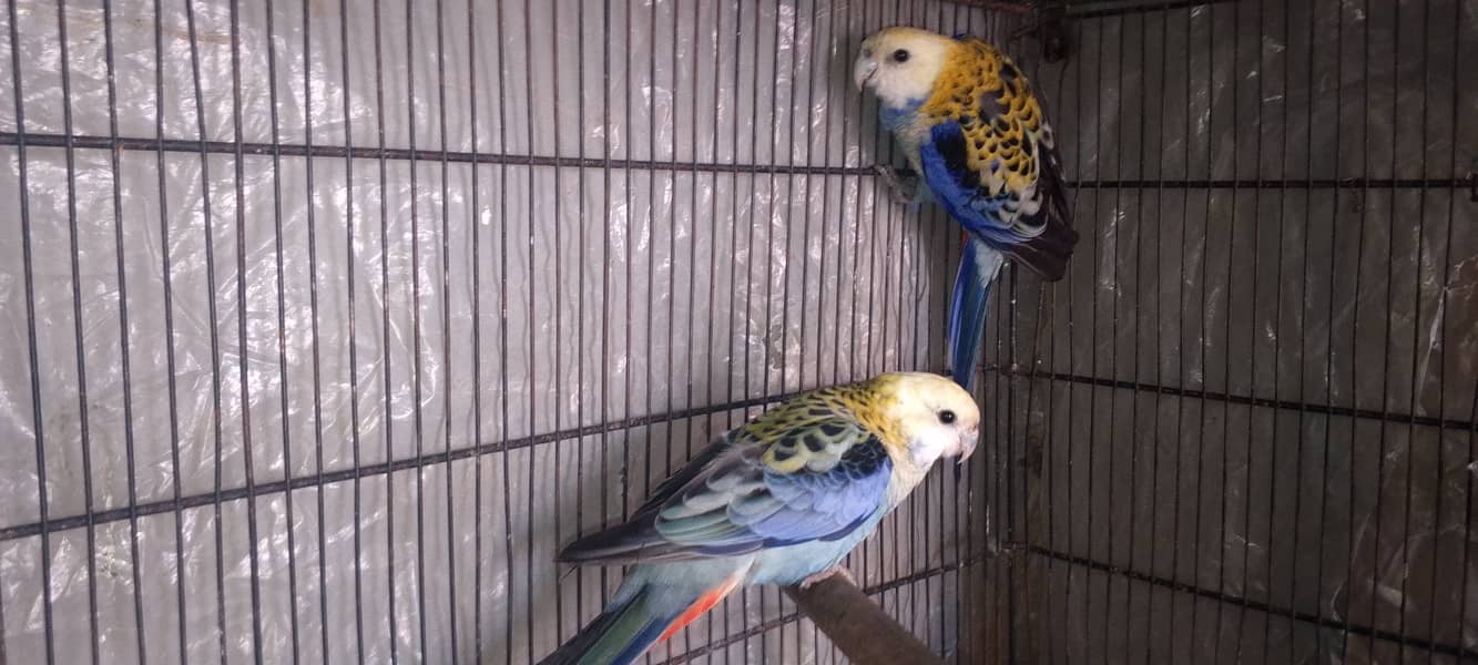 Mealy Rosella pair 1