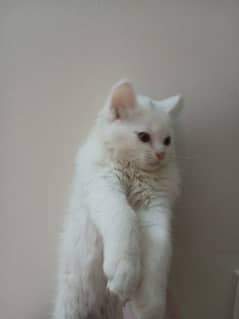 Persian Kittens White Colour Pair.