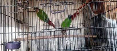 parrot/birds for sale with incubator