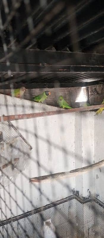 parrot/birds for sale with incubator 1