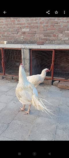 Aseel white breeder  high quality pair for sale