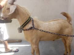 Golden Hyderabadi cross tapra for sale 4 dant