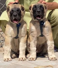 Kurdish Kangal security dog 3 months pair for sale heavy bone