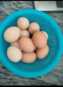 Fertile Dasi hen Eggs chicks