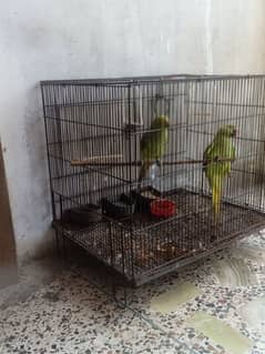 Ringneck pair without cage for sale h young (Ptthe)