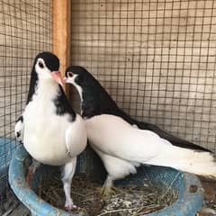 Balck sherazi pigeon pair