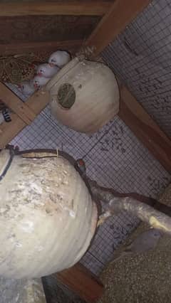 zebra frinchis for sale