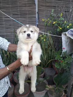 HUSKY PUPPIES available for sale