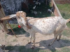 pure Makkhi chini female