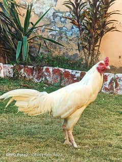 Heera | Paper White Heera | Breeder | Aseel | Pure Heera | White Murga