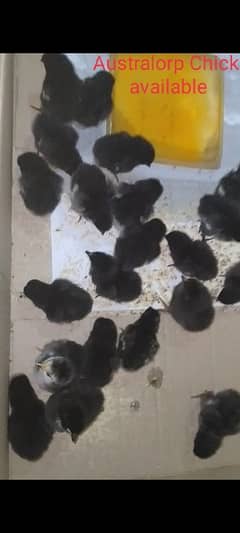 Chicks