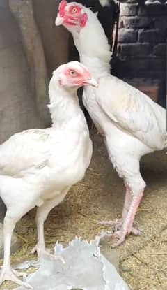 heera breeder pair/ heera aseel pair / heera breeder pair