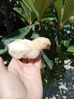  6 Paper white Aseel chicks For Sale