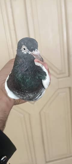 pure Teddy pigeon pair for sale in wah cantt