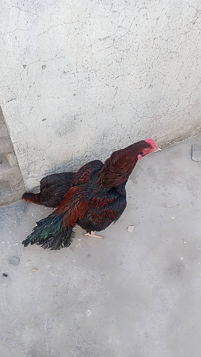 Lakha mushka aseel murga for sale 1