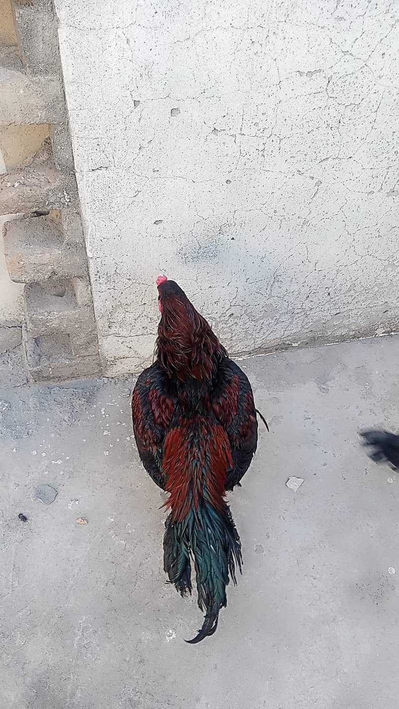 Lakha mushka aseel murga for sale 2